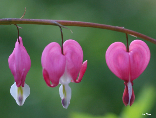 You Look Lovely This Afternoon by Lisa Shea