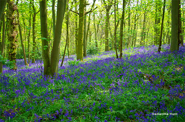 Bluebell Wood by Samantha Hunt