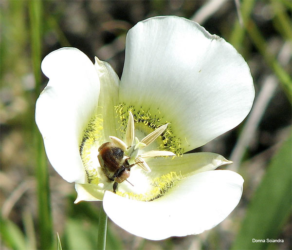 South Dakota Lunch by Donna Sciandra